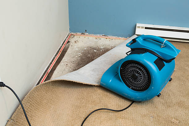 Best Professional water damage repair  in Morrisonville, NY